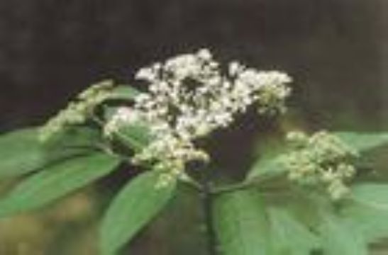 Elderberry  Anthocyanin